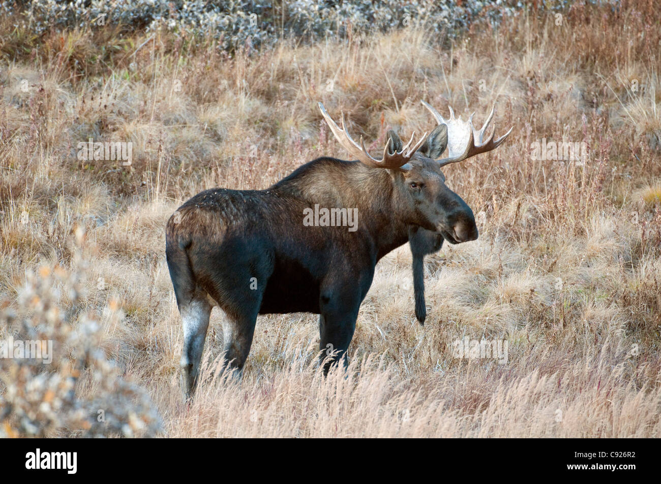 Adult bull moose with bell visible stands amongst tundra grasses at Sable Pass in Denali National Park, Interior Alaska, Autumn Stock Photo