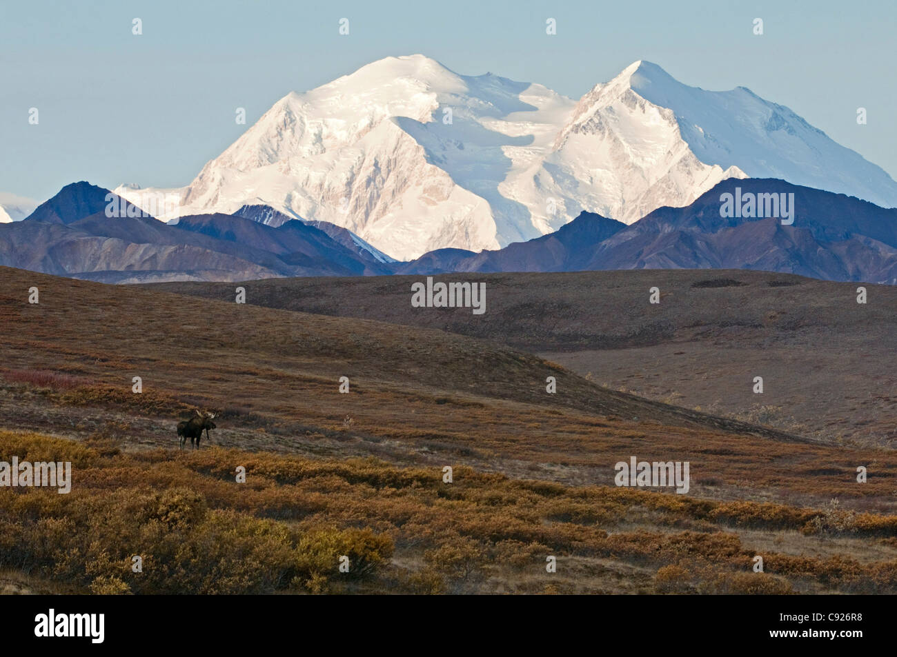 Adult bull moose standing on tundra in Sable Pass with Mt. McKinley in the background, Denali National Park, Alaska, Autumn Stock Photo