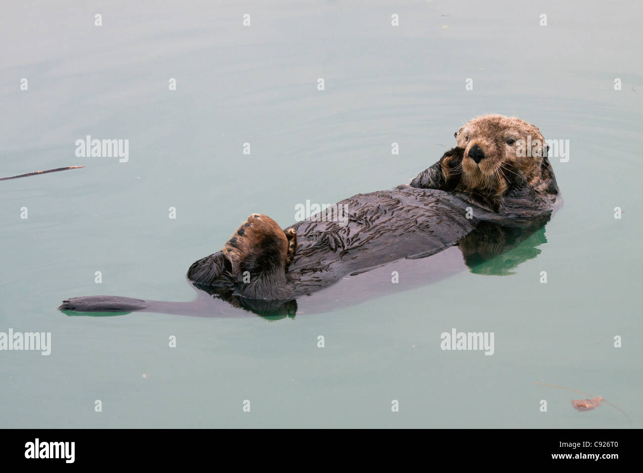 An adult Sea Otter floats in the calm waters of the Valdez Small Boat Harbor, Southcentral Alaska, Summer Stock Photo