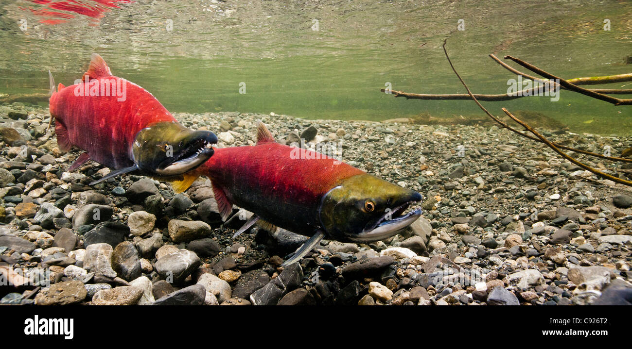 Underwater view of spawning Sockeye salmon in Power Creek, Copper River