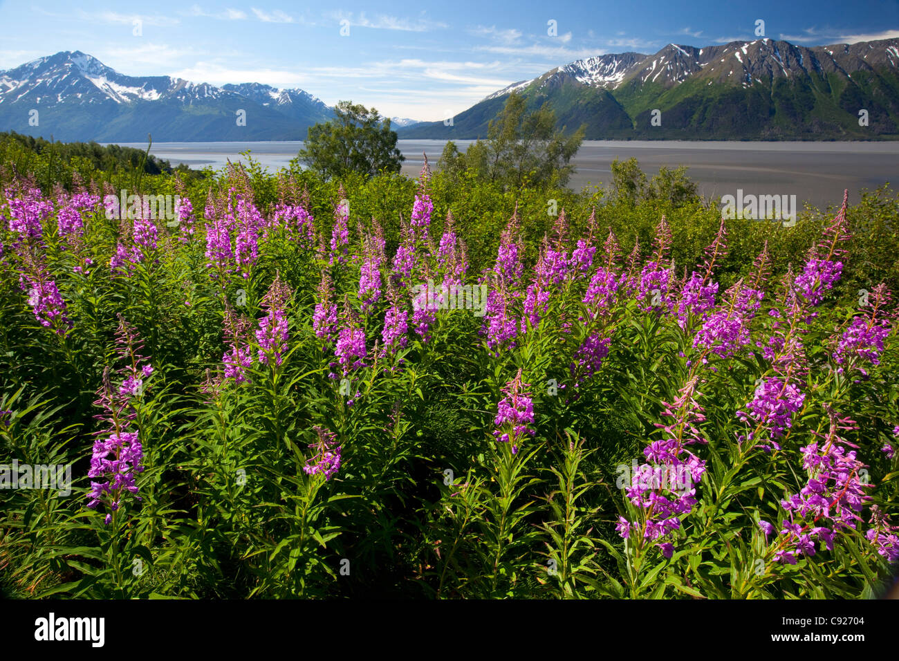 Fireweed blooms along the Seward Highway with Fireweed in foreground, Turnagain Arm, Southcentral Alaska, Summer Stock Photo