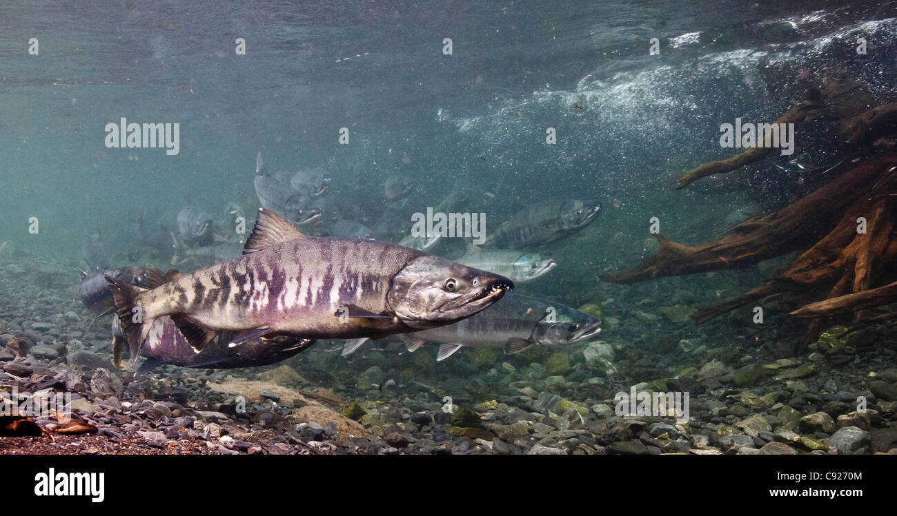 Underwater view of Chum salmon on their spawning migration in Hartney Creek, Copper River Delta, Prince William Sound, Alaska Stock Photo