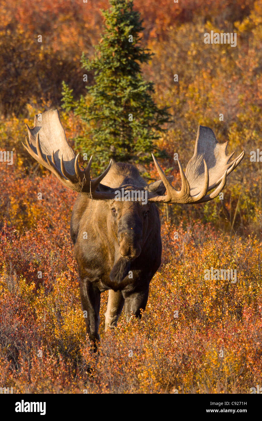 Adult bull moose facing forward and standing amongst Autumn colored foliage in Denali National Park and Preserve, Alaska Stock Photo