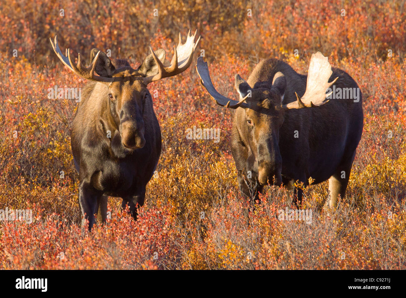Two adult bull moose stand side by side in Fall colored foliage in early morning, Denali National Park and Preserve, Alaska Stock Photo