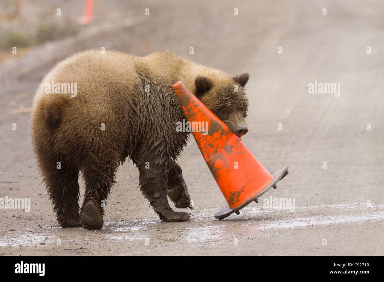 A sub adult Grizzly bear gnaws on an orange road construction cone along the Park Road in Denali National Park, Alaska Stock Photo