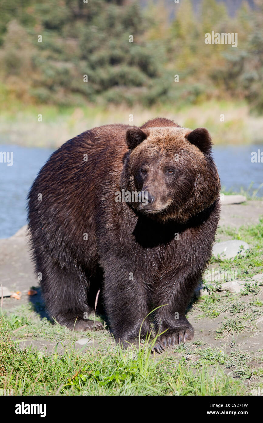 Close view of a Brown bear standing at the Alaska Wildlife Conservation Center near Portage, Alaska, Summer, CAPTIVE Stock Photo