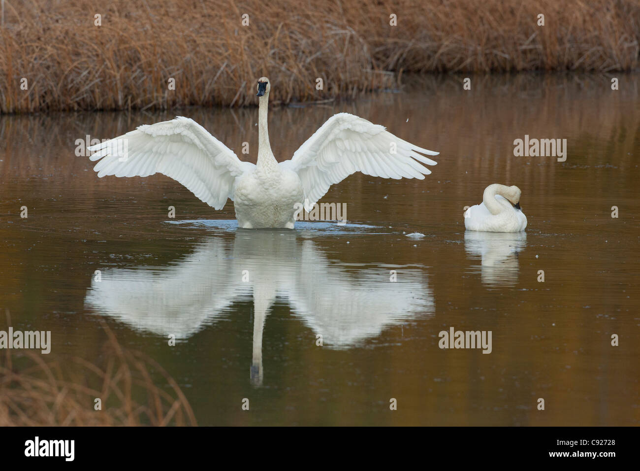 A Trumpeter swan flaps its wings while its mate sits at its side, Potter Marsh, Anchorage, Southcentral Alaska, Autumn Stock Photo