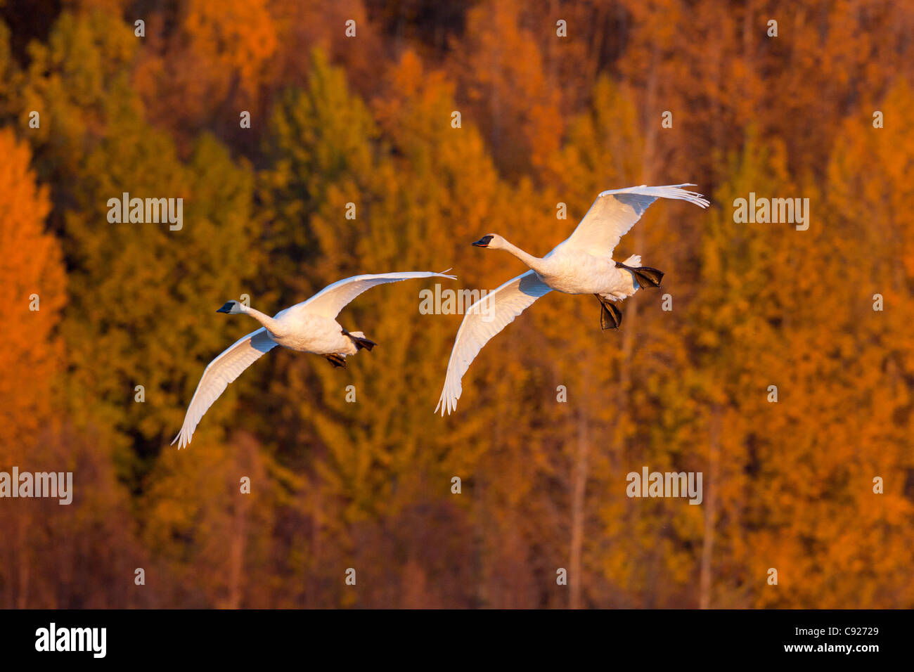 A pair of Trumpeter Swans fly in front of Autumn colored trees at Potter Marsh, Anchorage, Southcentral Alaska, Autumn Stock Photo