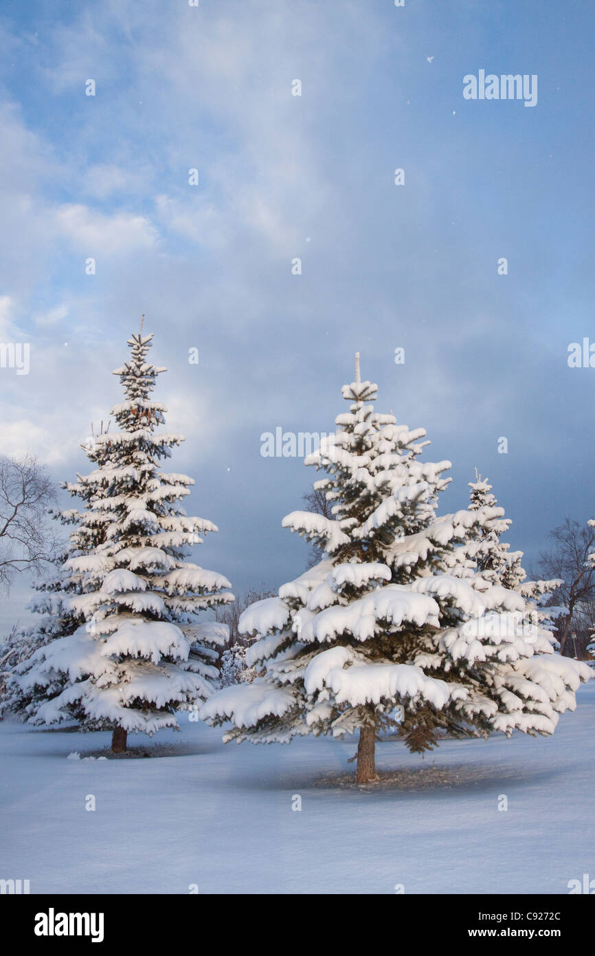 Snow covered Spruce trees at Earthquake Park in Anchorage, Southcentral Alaska, Winter Stock Photo