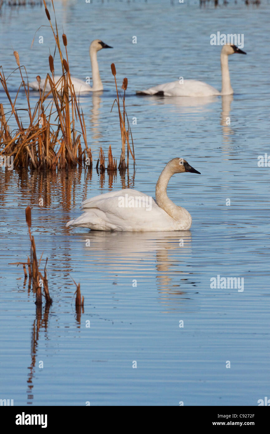 Three Trumpeter Swans swim in the blue water of Potter Marsh near Anchorage, Southcentral Alaska, Autumn Stock Photo