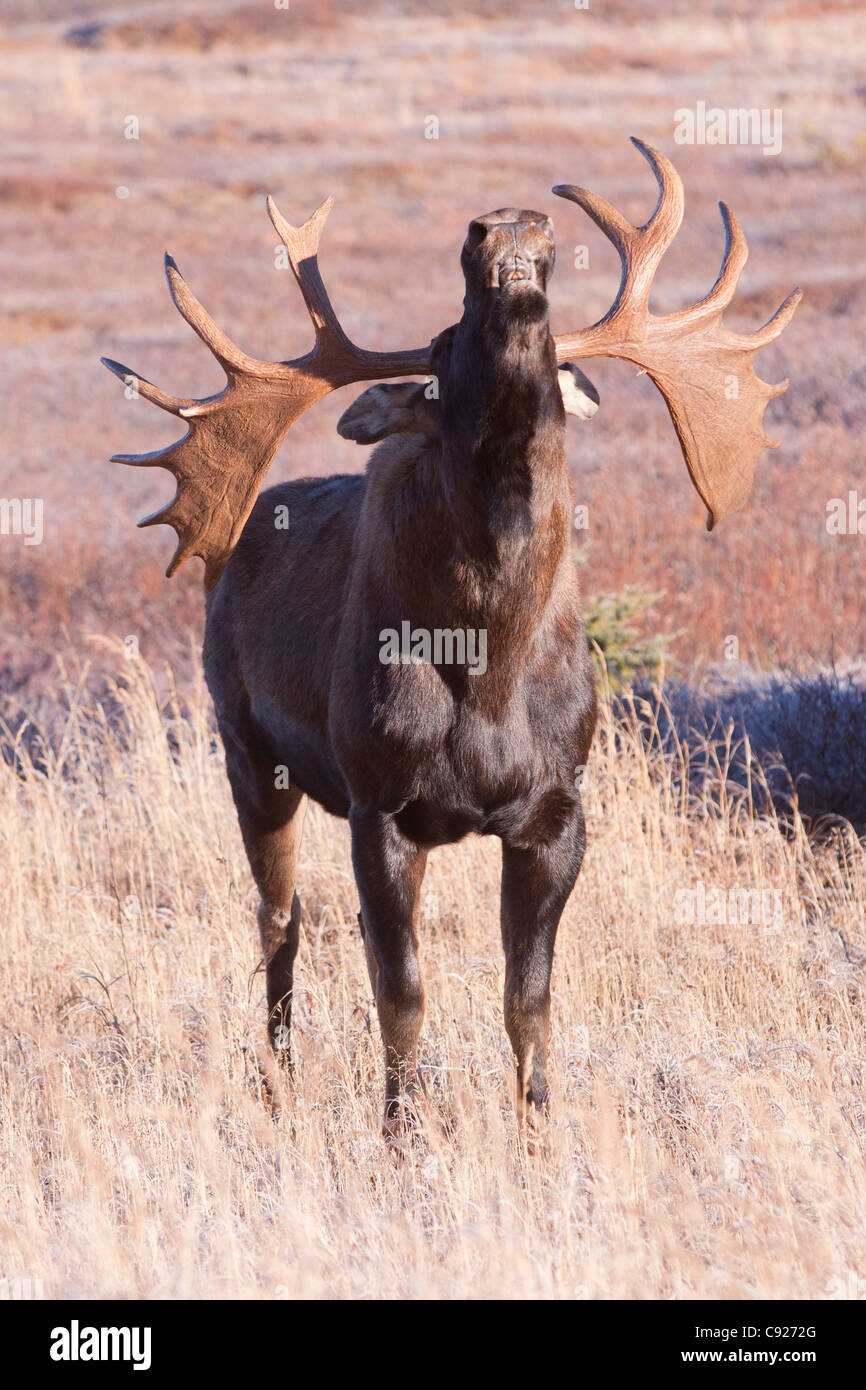 a-mature-bull-moose-tilts-back-his-head-sniffs-the-air-during-the-C9272G.jpg