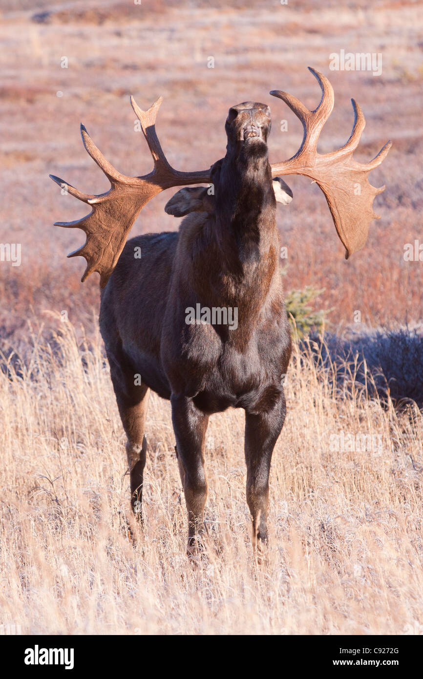 A mature Bull Moose tilts back his head sniffs the air during the annual rut,  Anchorage Hillside, Southcentral Alaska, Autumn Stock Photo