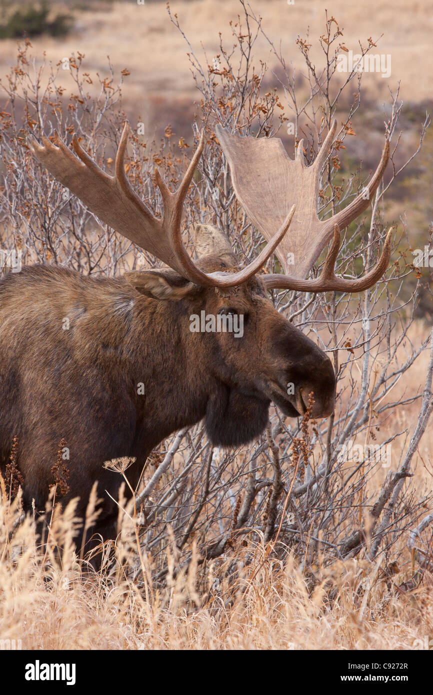 Profile of a mature bull moose during rut season on Anchorage's Hillside, Southcentral Alaska, Autumn Stock Photo