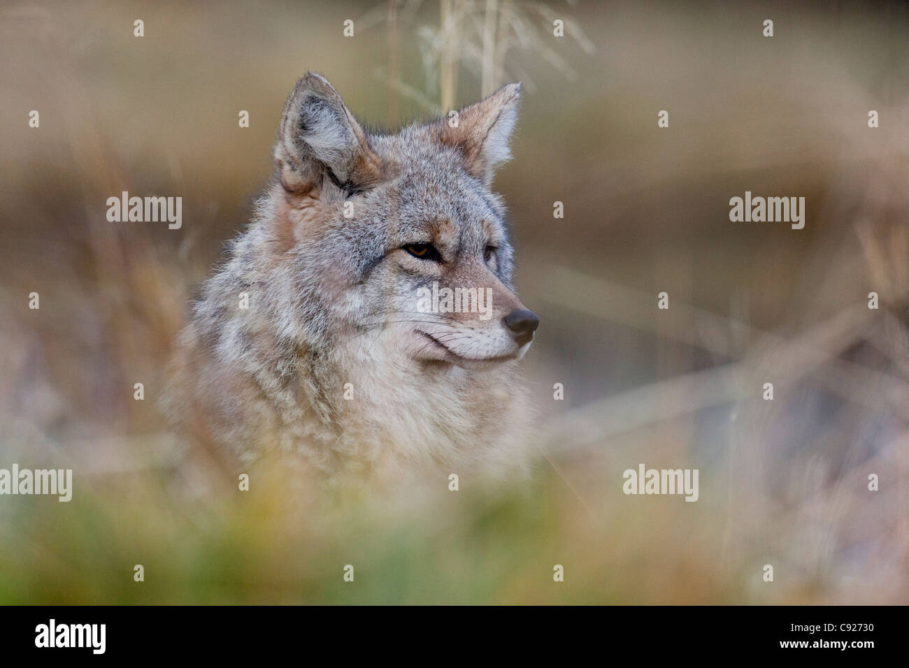 A Coyote looks through the grass, Alaska Wildlife Conservation Center, Southcentral Alaska, Summer. CAPTIVE Stock Photo