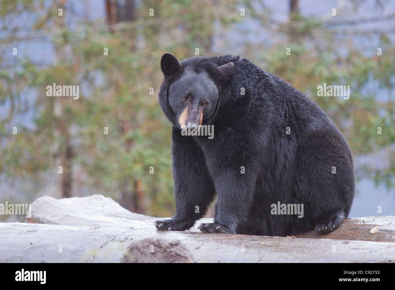 A Black bear sits on a log at Alaska Wildlife Conservation Center, Southcentral Alaska, Summer. CAPTIVE Stock Photo