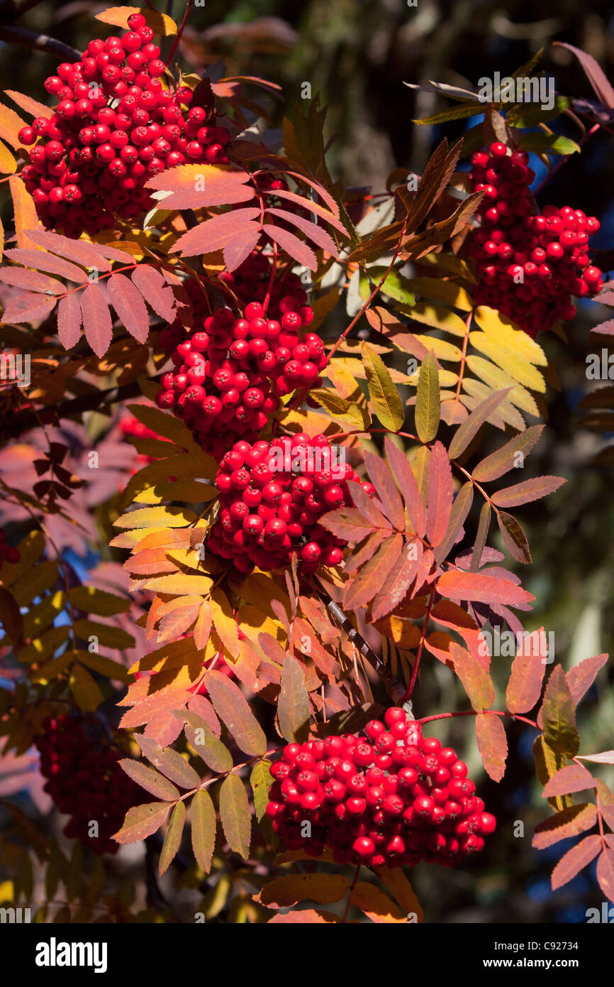 Close up view of Mountain Ash berries and Autumn colored leaves in the afternoon sunshine near Girdwood, Alaska, Autumn Stock Photo