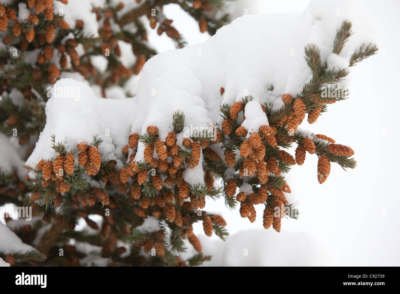 Snow covered branch filled with Spruce tree pine cones in the Portage Valley, Southcentral Alaska, Winter Stock Photo