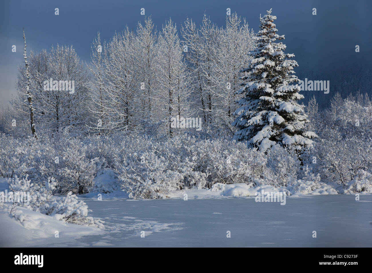 Snowcovered winter scene of a small pond and trees in the Portage Valley, Southcentral Alaska, Winter Stock Photo