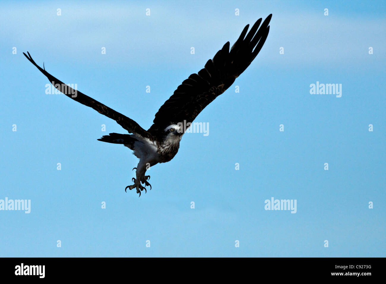 Australian sea eagle hi-res stock photography and images - Alamy