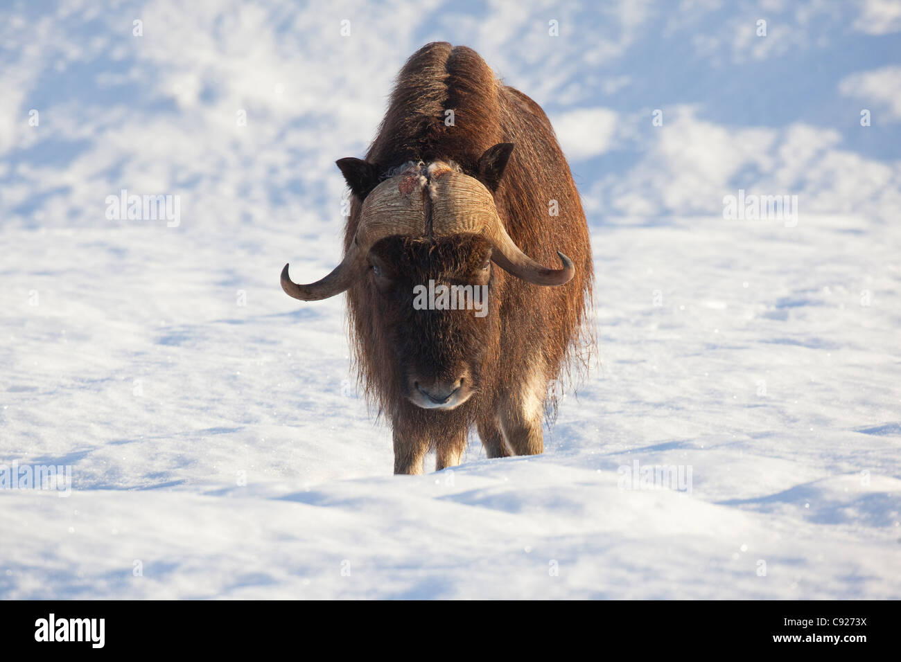 Adul bull muskox stands in fresh snow in Portage Valley, Alaska Wildlife Conservation Center, Alaska, Winter, Captive Stock Photo