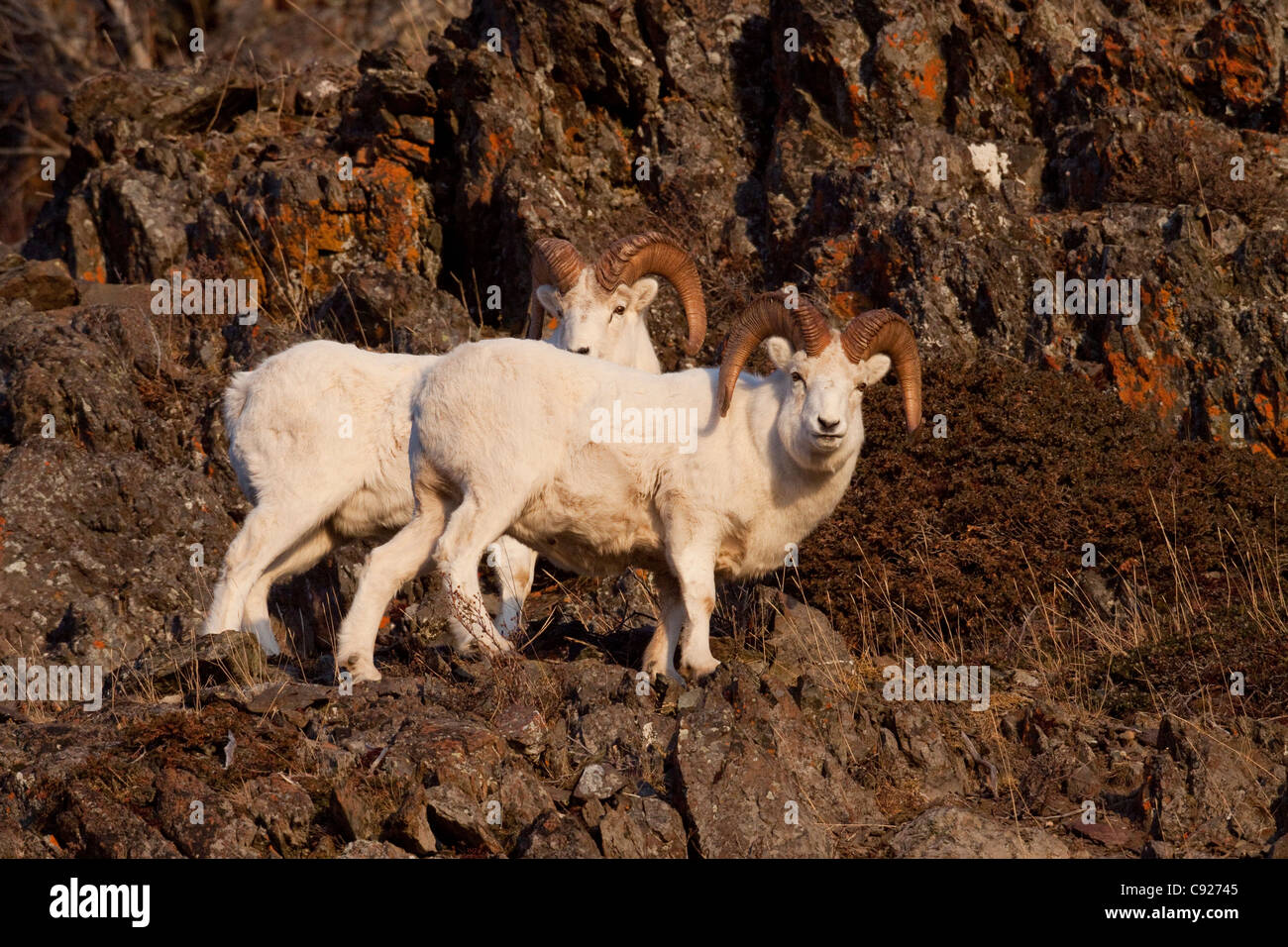 Two Dall Sheep rams on a rocky ledge in the Windy Point area of the ...