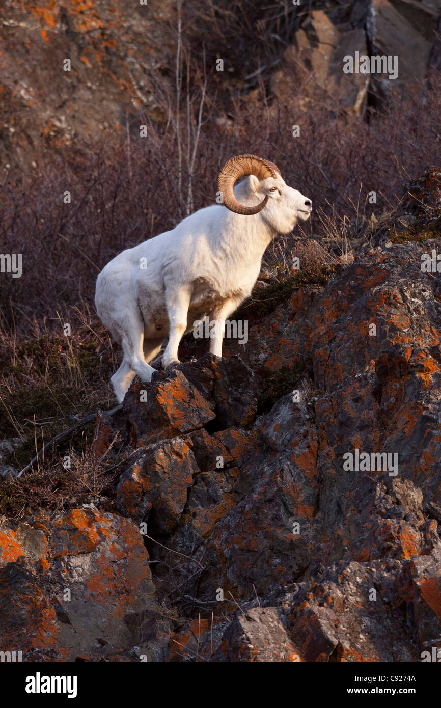 Adult Dall Sheep ram stands amongst the colorful lichen covered rocks of the Chugach Mountains in late Autumn, Alaska Stock Photo