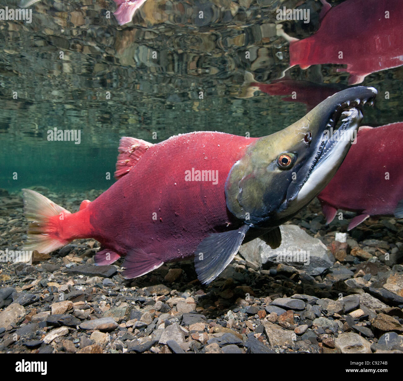 Underwater view of mature Sockeye salmon male in Power Creek, Copper