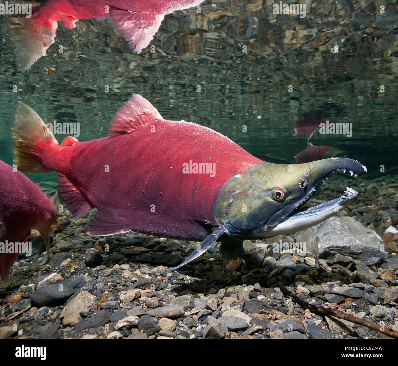 Underwater view of mature Sockeye salmon male in Power Creek, Copper