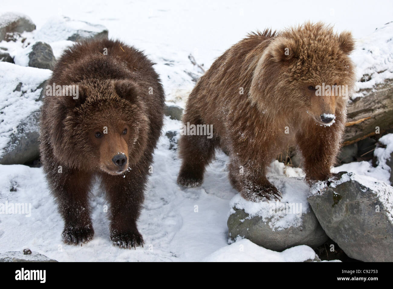 CAPTIVE: Pair of Kodiak Brown bear cubs, Alaska Wildlife Conservation Center, Southcentral, Alaska, Winter Stock Photo