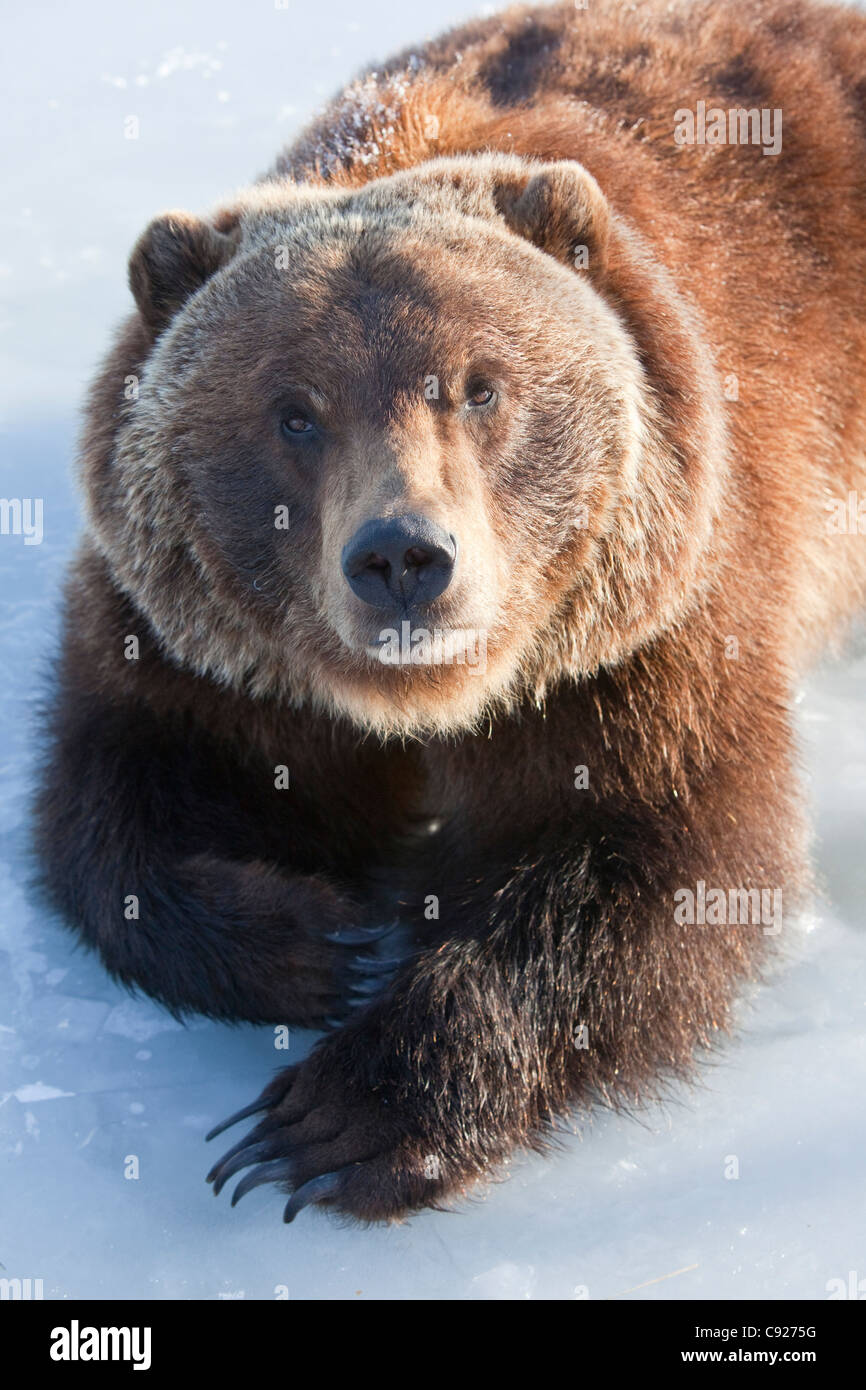 CAPTIVE: Adult grizzly lays on the ice with his paws crossed and eye contact, Alaska Wildlife Conservation Center, Alaska Stock Photo