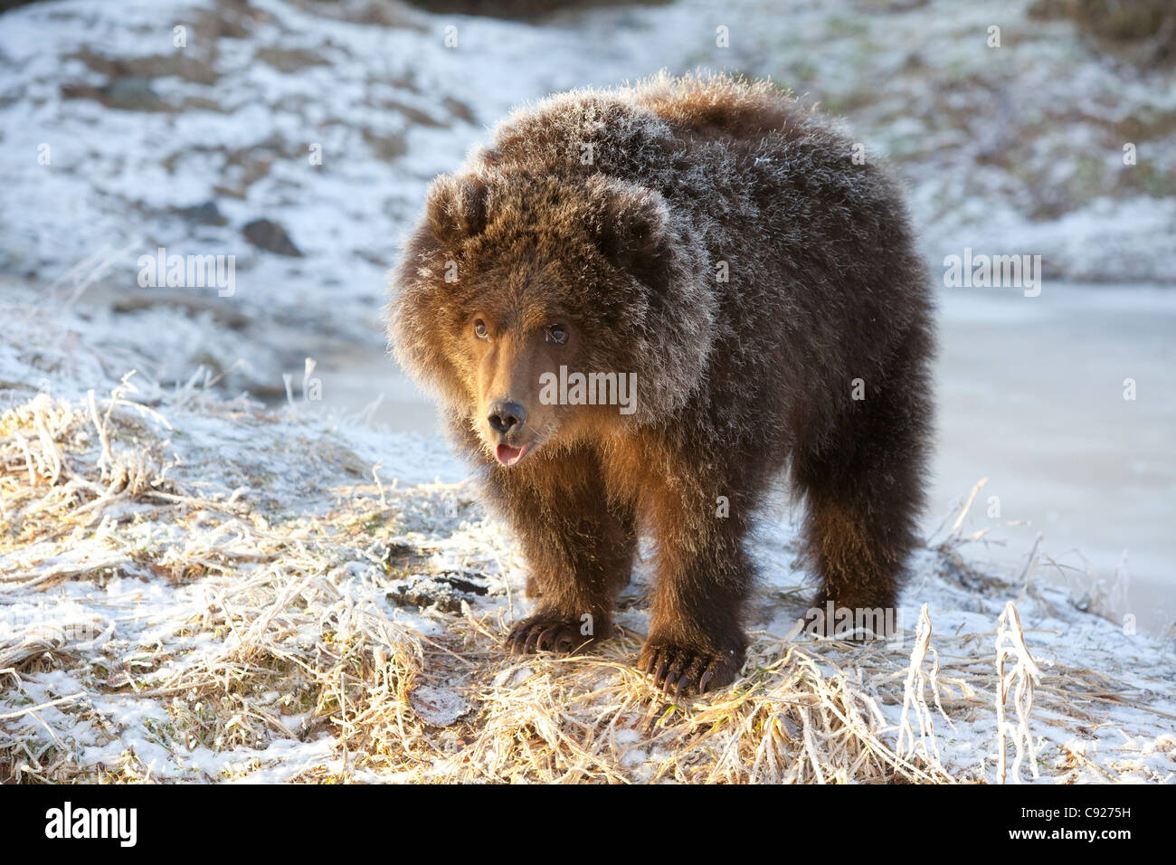 CAPTIVE Kodiak Brown bear cub with frost covered fur standing on