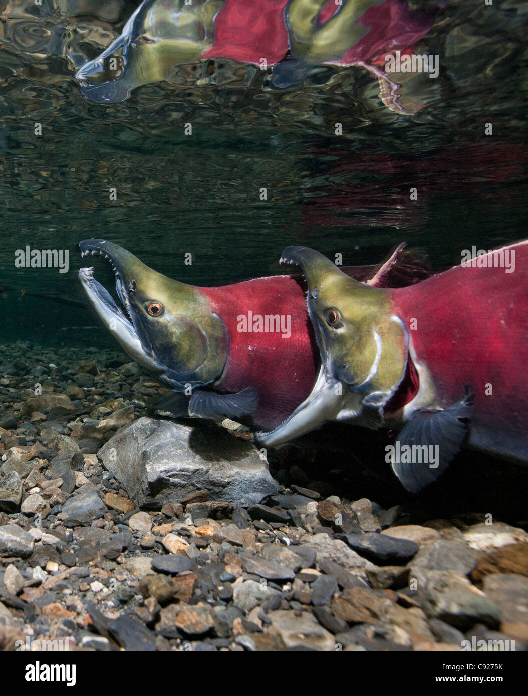 Underwater view of fighting Sockeye salmon males in Power Creek, Copper River Delta near Cordova