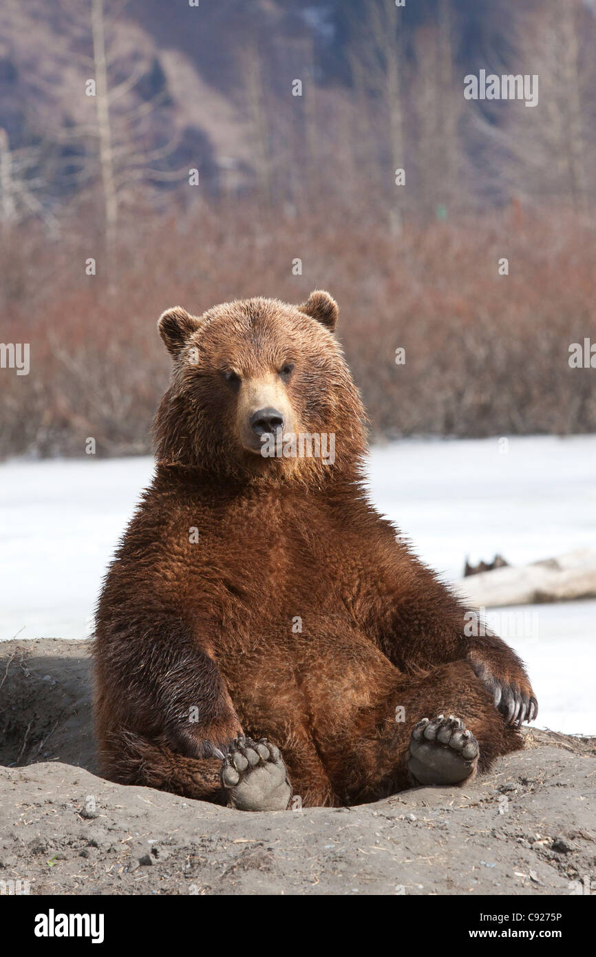 CAPTIVE: Brown bear sits on its rump at Alaska Wildlife Conservation Center, Southcentral Alaska, Spring Stock Photo