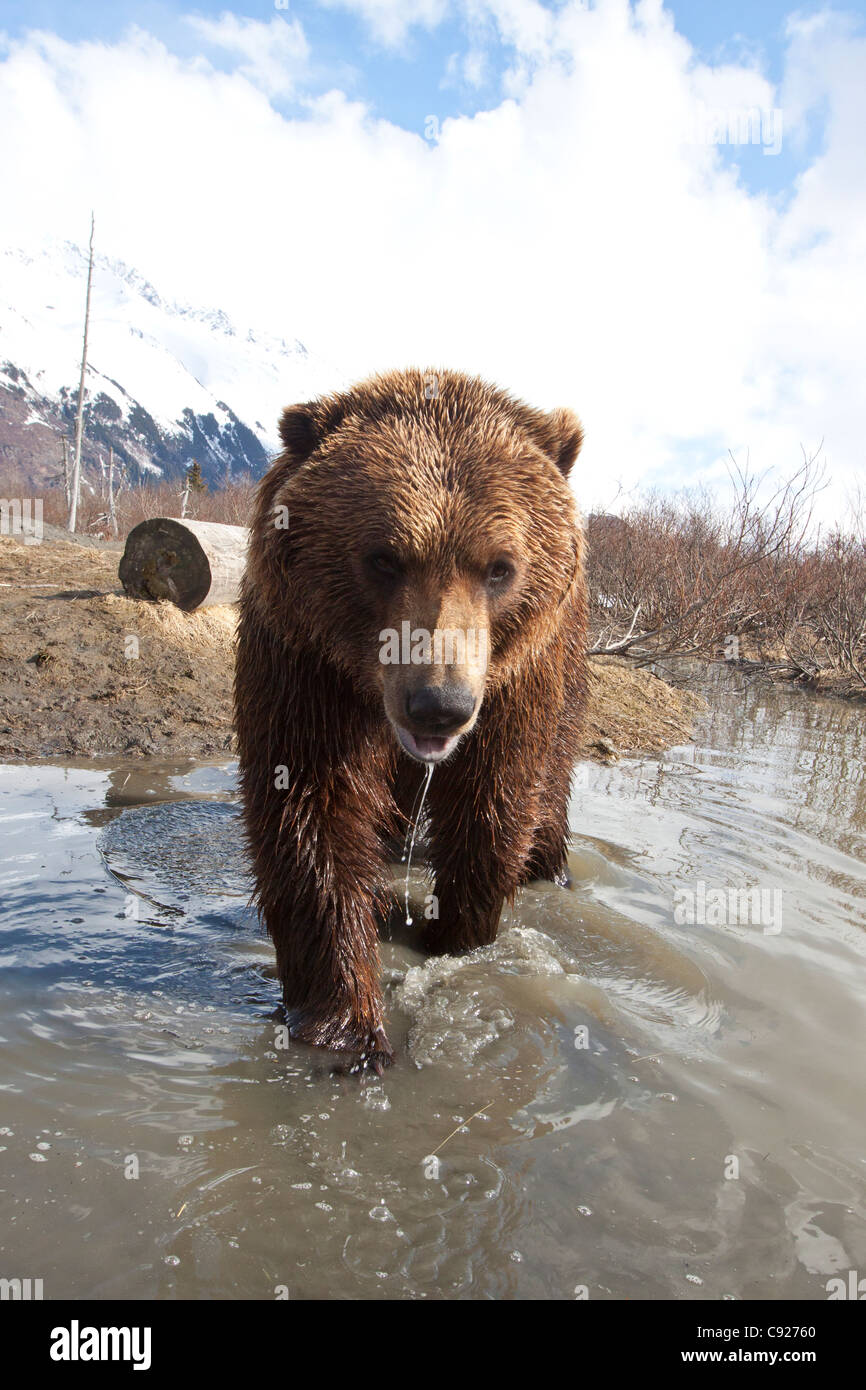 CAPTIVE: Brown bear walking forward in stream at Alaska Wildlife Conservation Center, Southcentral Alaska, Spring Stock Photo