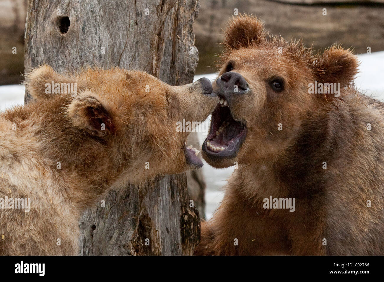 CAPTIVE: Pair of captive Kodiak Brown bear cubs growl at each other with open mouths and teeth showing, Alaska Stock Photo