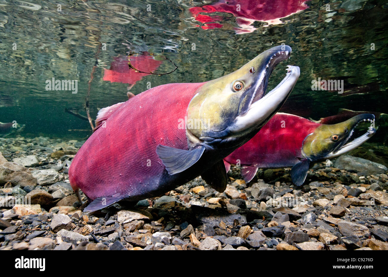 Underwater view of fighting Sockeye salmon males in Power Creek, Copper