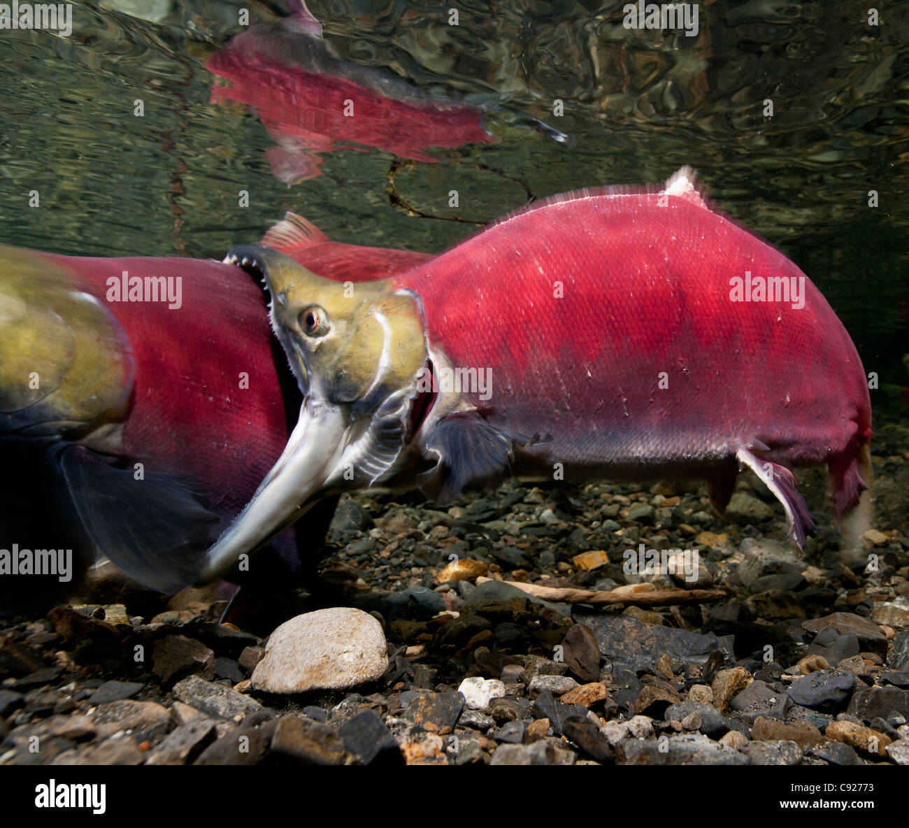 Underwater view of fighting Sockeye salmon males in Power Creek, Copper River Delta near Cordova
