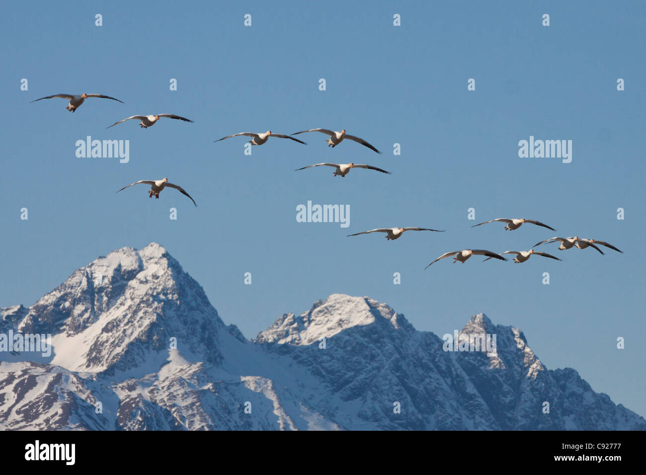 Flock of Snow geese fly over snow covered mountains in the Mat-Su Valley near Palmer during their Spring migration, Alaska Stock Photo