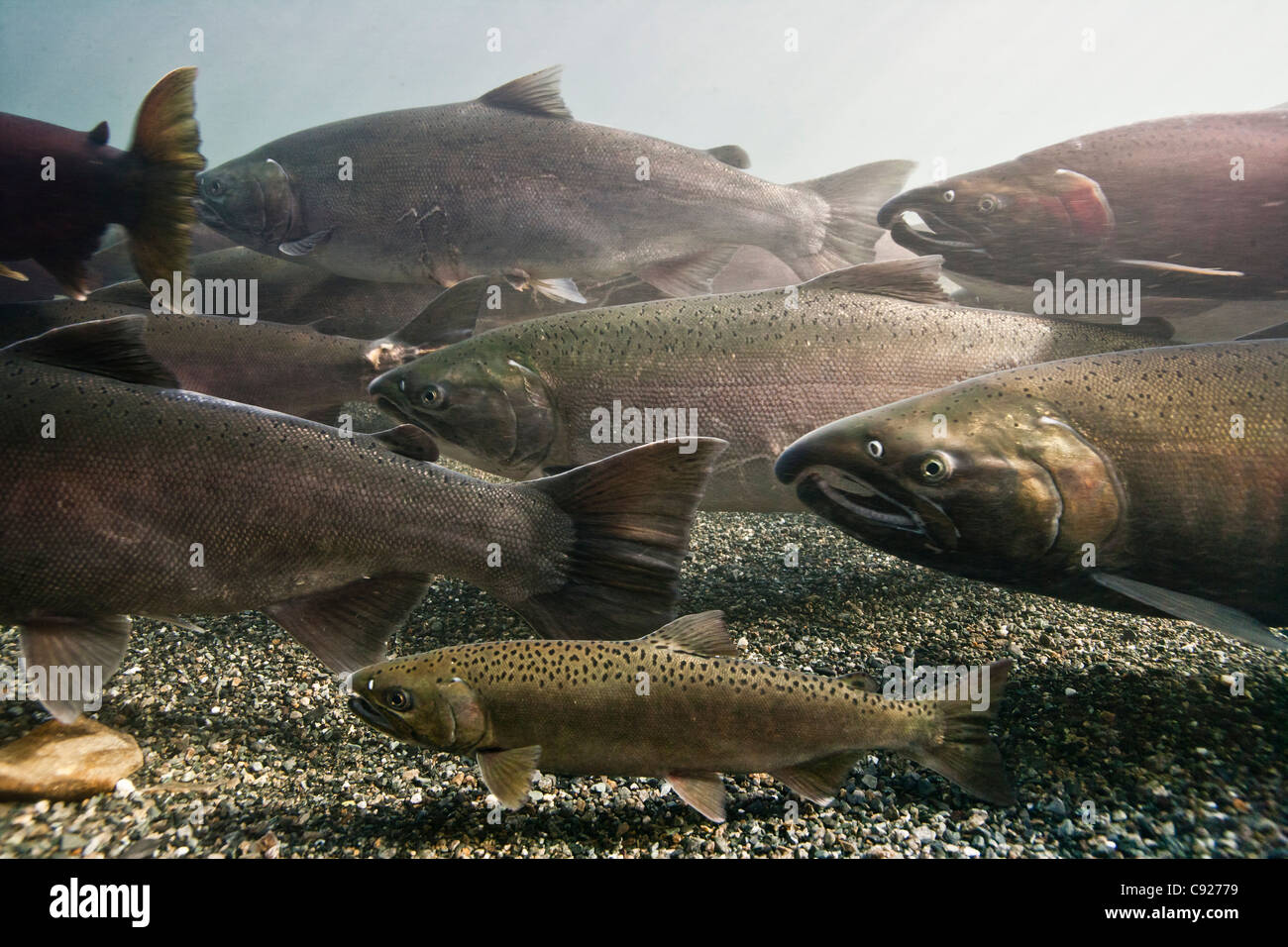 Underwater view of a Coho salmon jack among other Coho on their