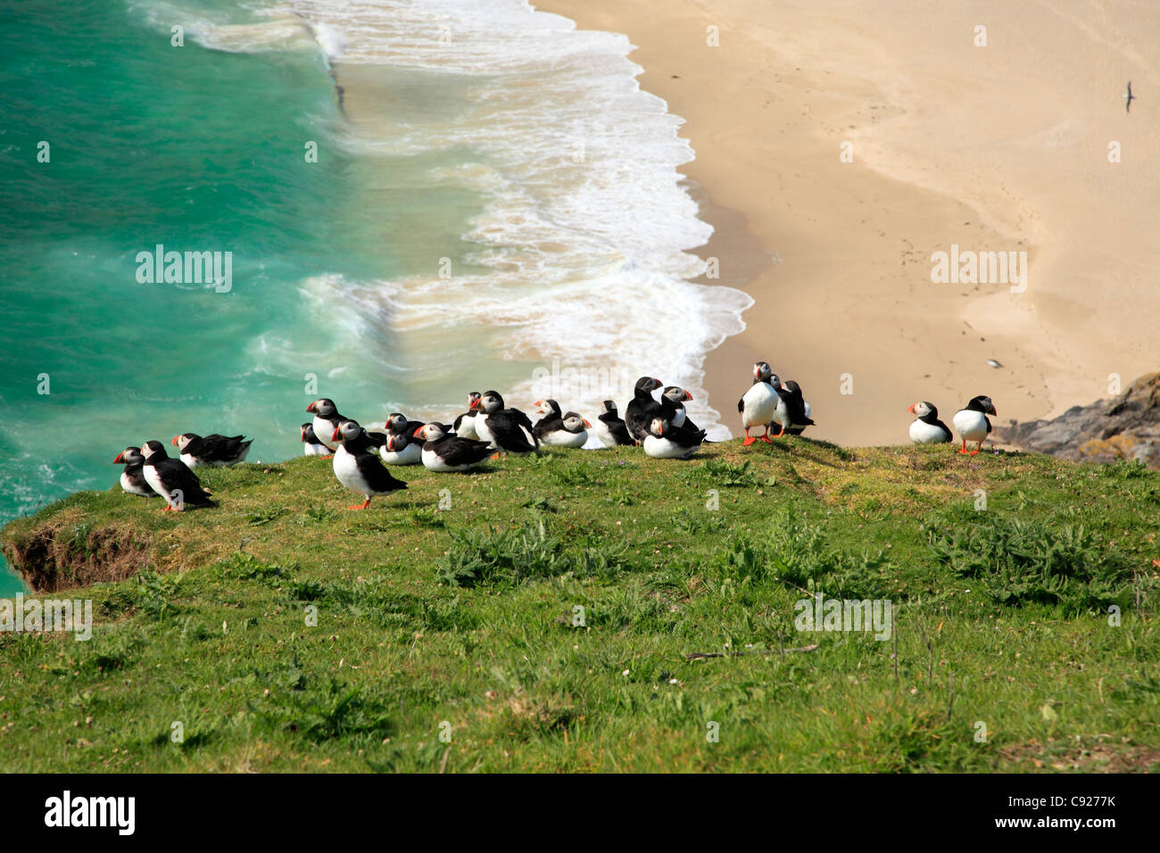 Puffins on the cliff edge overlooking sandy beach on Mingulay, one of the Bishop's Isles in the Outer Hebrides, Scotland. Stock Photo