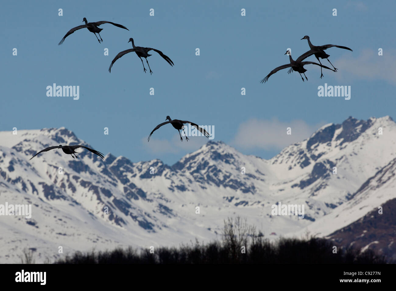 Group o Sandhill cranes spread their wings and prepare for a landing in the Mat-Su Valley near Palmer, Alaska, Spring Stock Photo