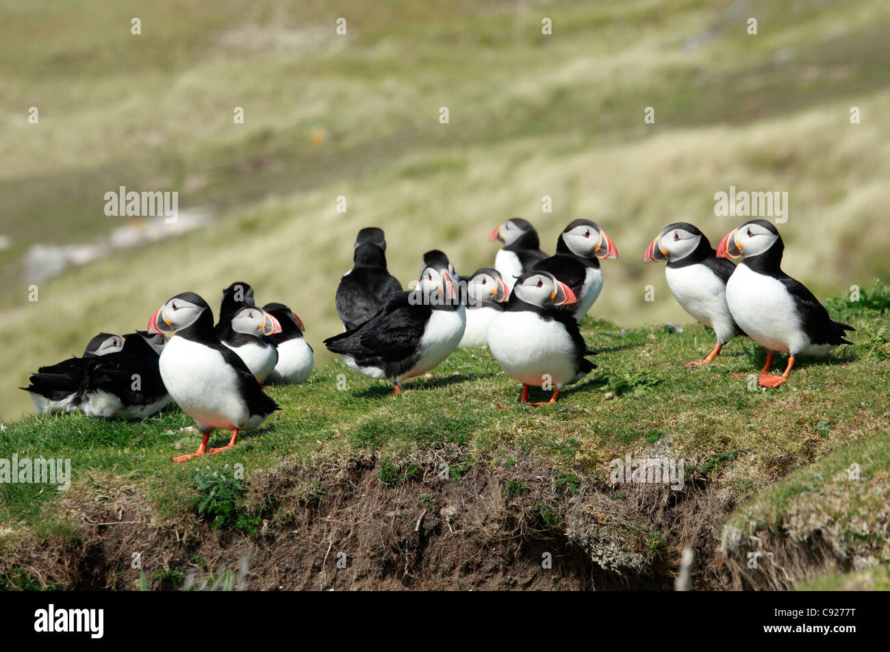 Puffins on the cliff edge overlooking sandy beach on Mingulay, one of the Bishop's Isles in the Outer Hebrides, Scotland. Stock Photo