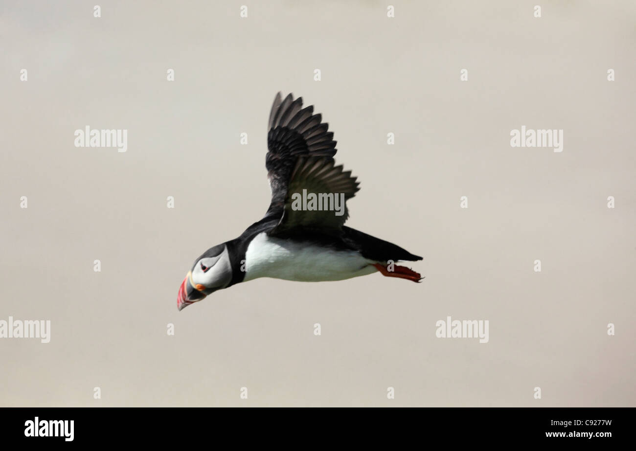 Puffin in mid flight over the island of Mingulay in the Outer Hebrides, Scotland. Stock Photo