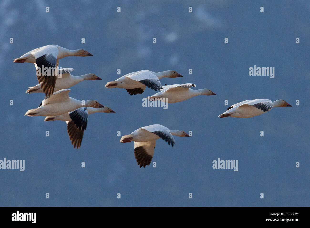 A small flock of Snow geese glide in for a landing in a field near Palmer during their Spring migration, Mat-Su Valley, Alaska Stock Photo
