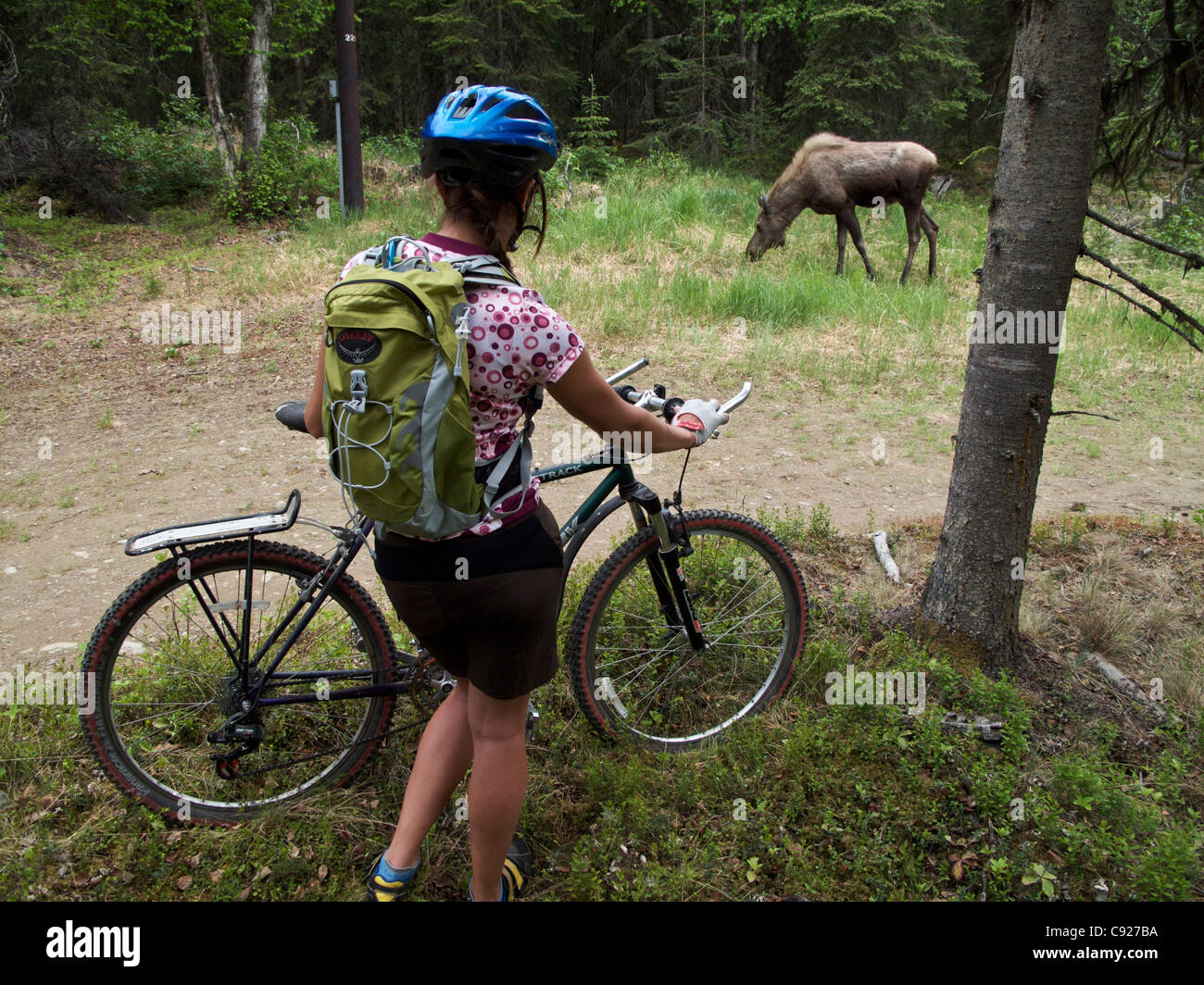 Female mountain bicyclist bikes near a cow and calf moose in Far North Bicentennial Park Anchorage, Southcentral Alaska, Summer Stock Photo