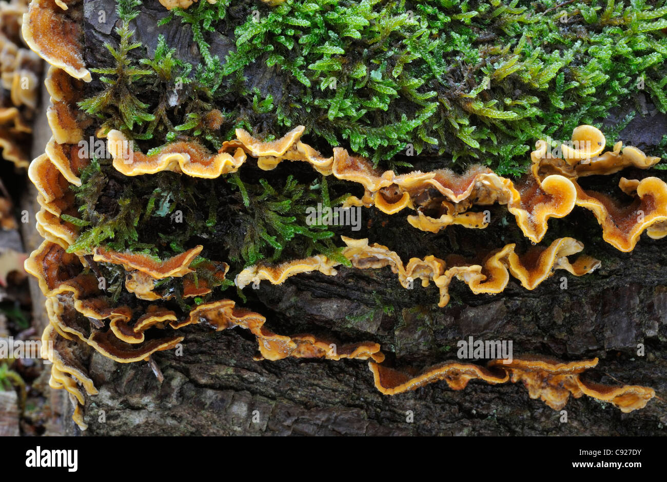 Hairy Stereum Bracket Fungi on log pile - Stereum hirsutum Stock Photo