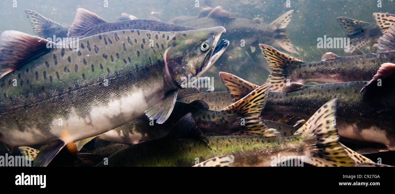 Underwater view of maturing Pink salmon on their spawning migrations in Eccles Creek, a tributary of Orca Inlet, Alaska Stock Photo