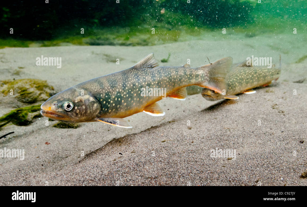 Underwater view of a stream resident Dolly Varden char in Rufus Creek, Wrangell-Saint Elias National Park and Preserve, Alaska Stock Photo
