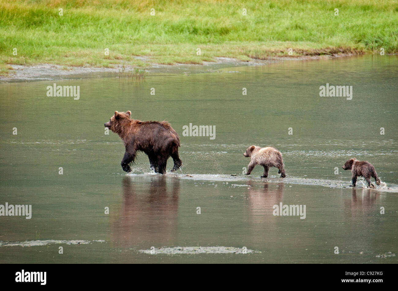 Brown Bear sow walks across a stream with her spring cubs in Chinitna Bay, Lake Clark National Park, Southcentral Alaska, Summer Stock Photo