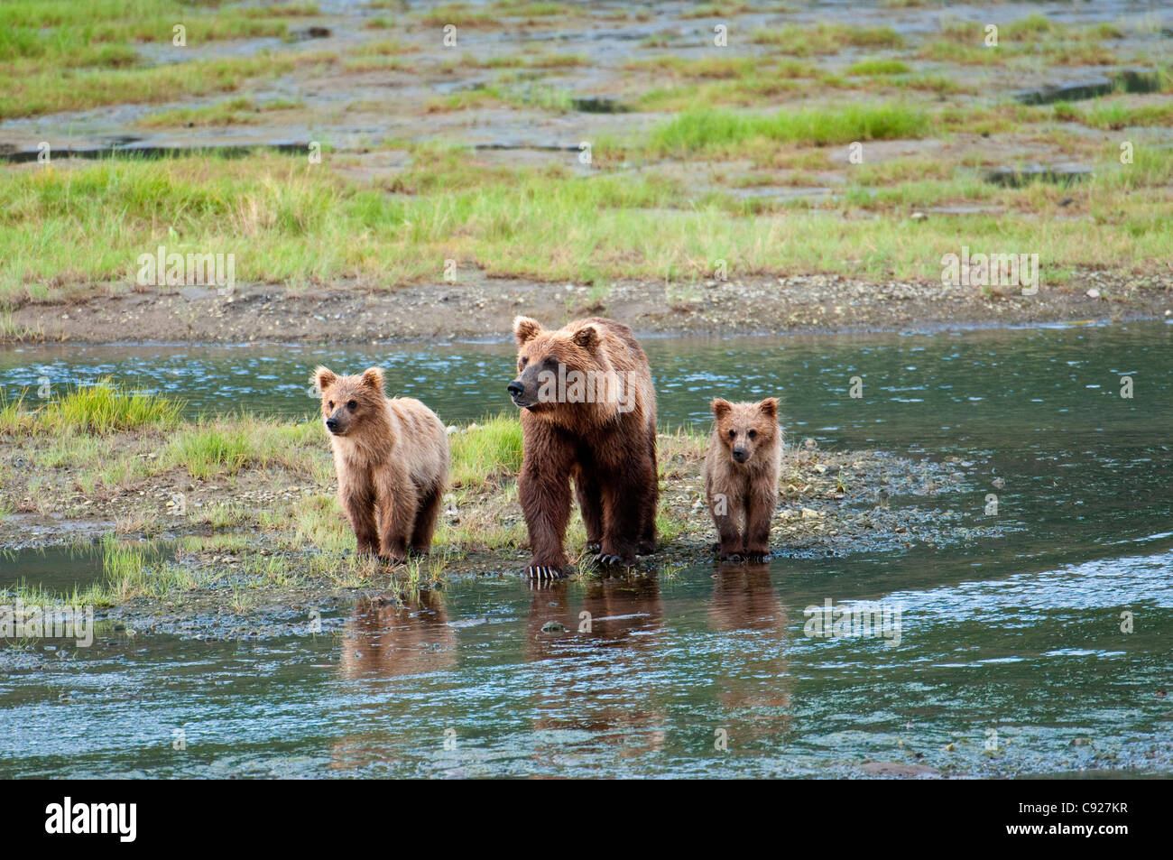 Brown Bear sow walks across a stream with her spring cubs in Chinitna Bay, Lake Clark National Park, Southcentral Alaska, Summer Stock Photo